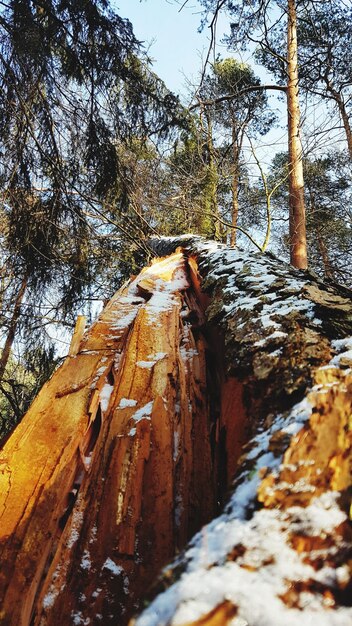 Trees in forest during winter