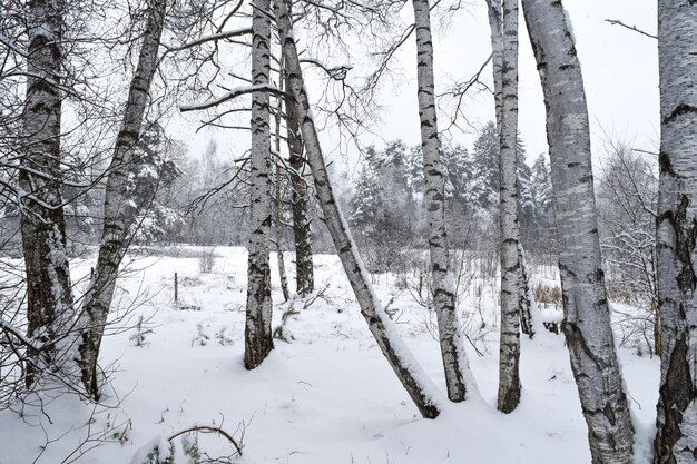 Trees in forest during winter