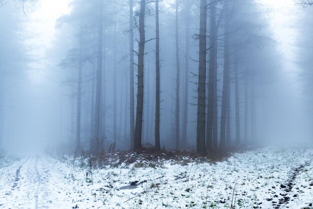 Photo trees in forest during winter