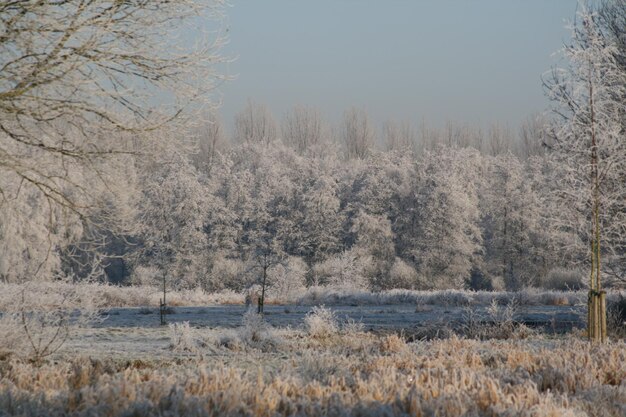 Trees in forest during winter