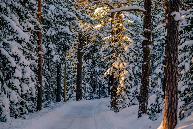 Trees in forest during winter