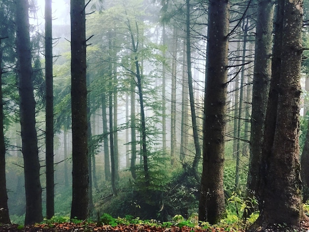 trees in forest during foggy weather