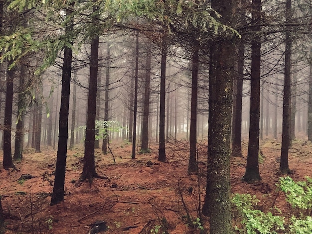 trees in forest during foggy weather