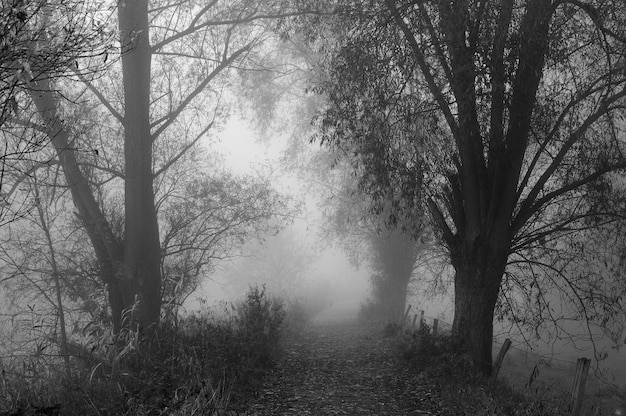 Trees in forest during foggy weather