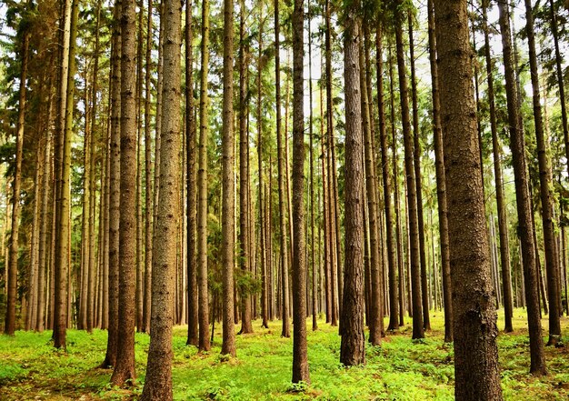 Foto alberi nella foresta foresta e sfondo naturale per il relax e la ricreazione in natura