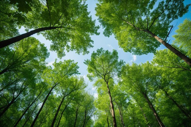 Trees in forest from below green tops of trees