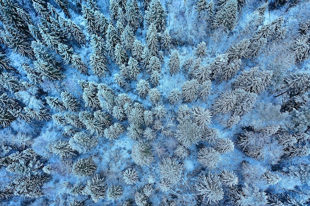 Trees forest frost top view background, abstract drone view\
nature seasonal winter spruce