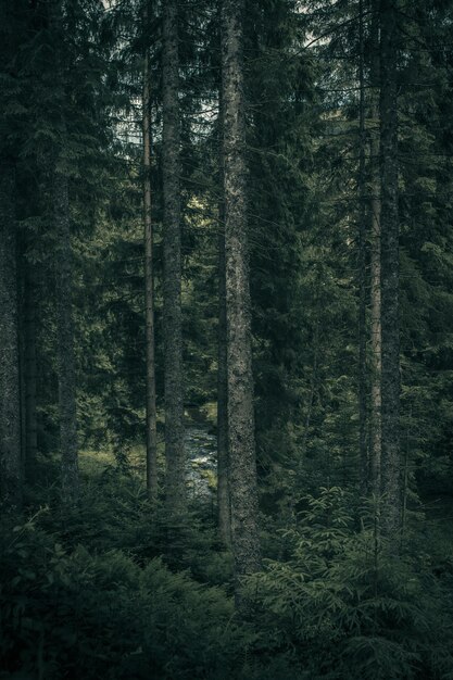 Foto alberi nella foresta di colore verde schwarzwald germania