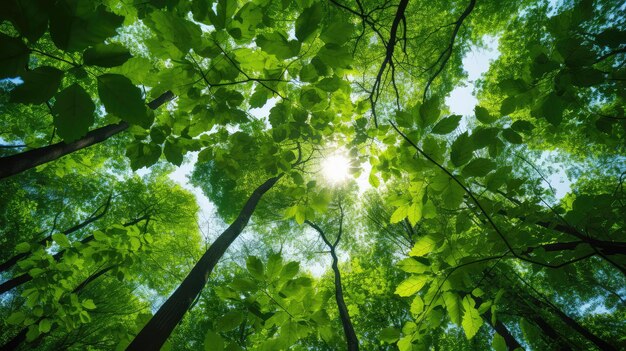 Trees forest leaves background