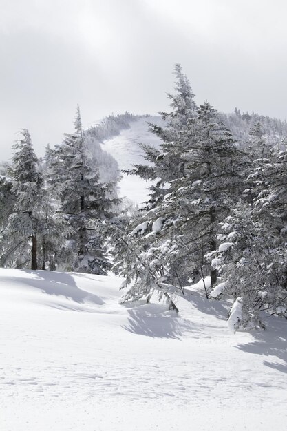 Photo trees of the forest on a mountain covered in snow during winter