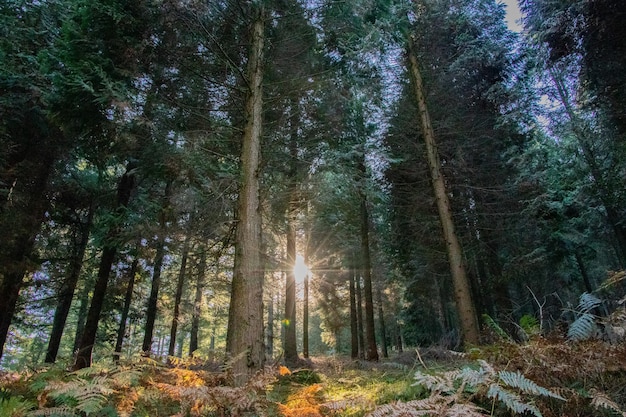 Trees in a forest in the mountains in autumn