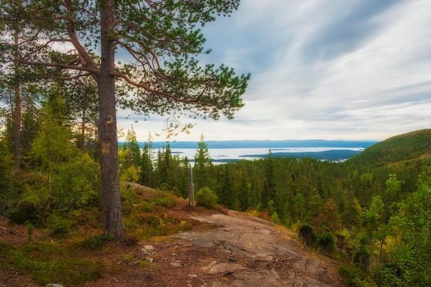 Деревья и лес с видом на северное море с горы