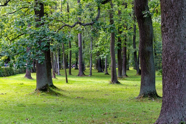 trees in the forest in summertime