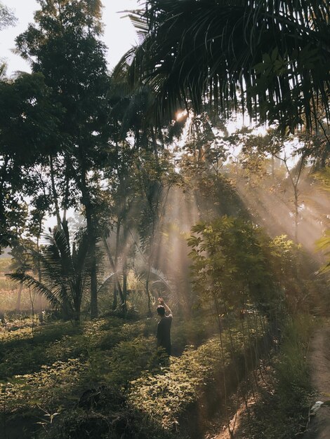 Foto alberi nella foresta e luce solare