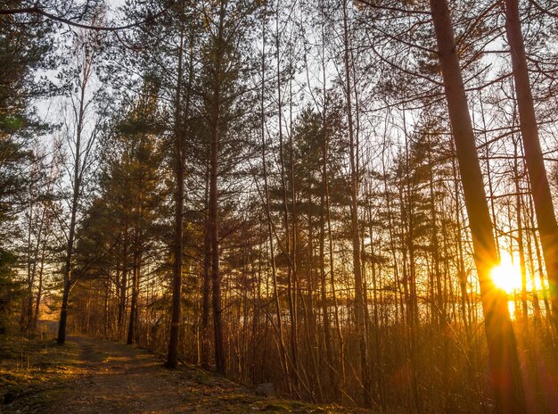 Photo trees in the forest at sunset