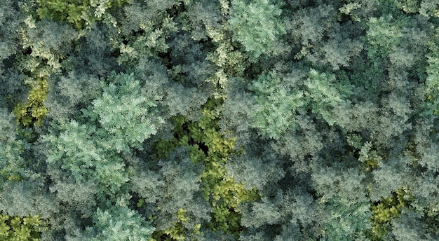 trees in the forest top view area view