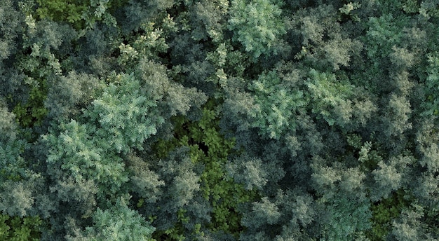 Foto alberi nella vista dall'alto della foresta vista dall'alto