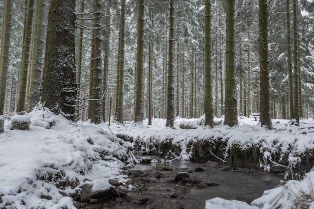 Trees in forest during winter