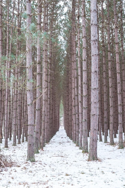겨울 에 숲 에 있는 나무 들