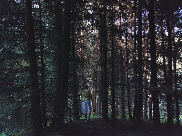 Photo trees in forest with a man