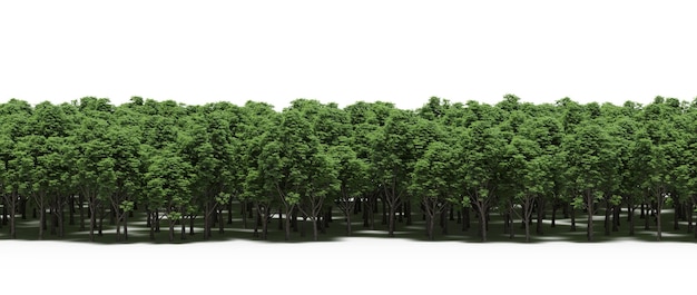 trees in the forest with a shadow on the ground, isolated on white background, 3D illustration, cg r