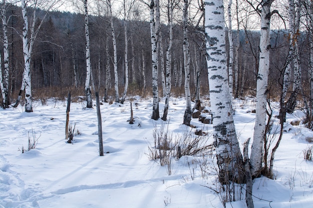 Trees in forest with snow on ground in winter, landscape