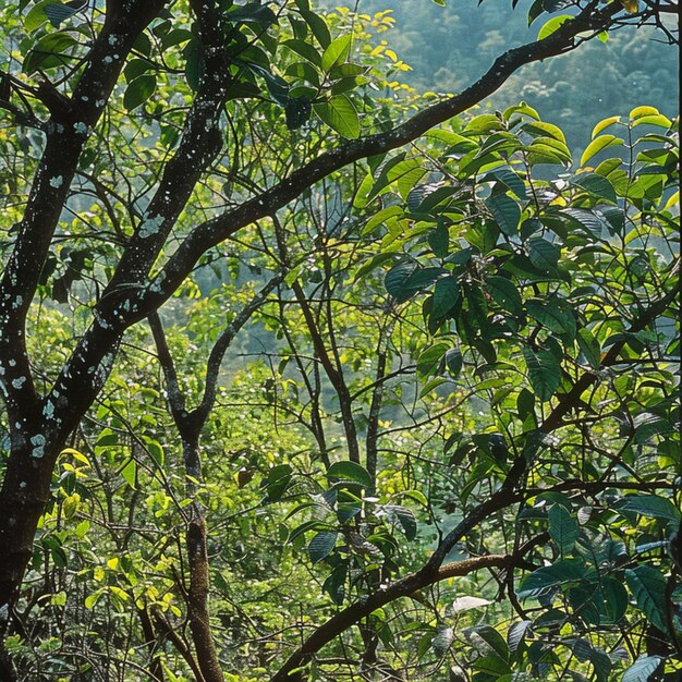 trees in the forest