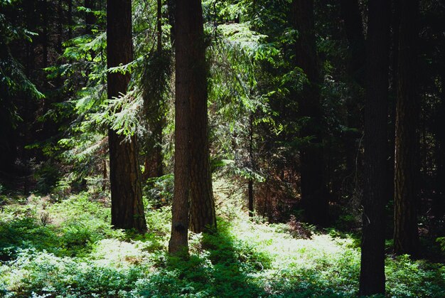 Trees in forest