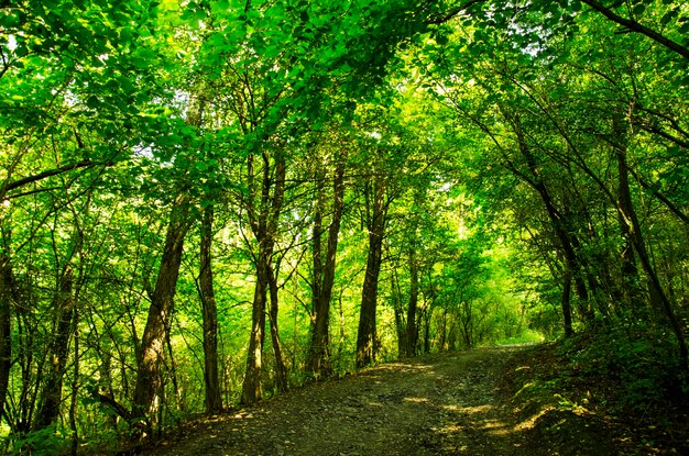 Trees in forest