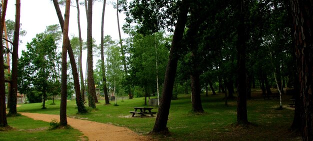 Trees in forest