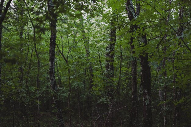 Photo trees in forest