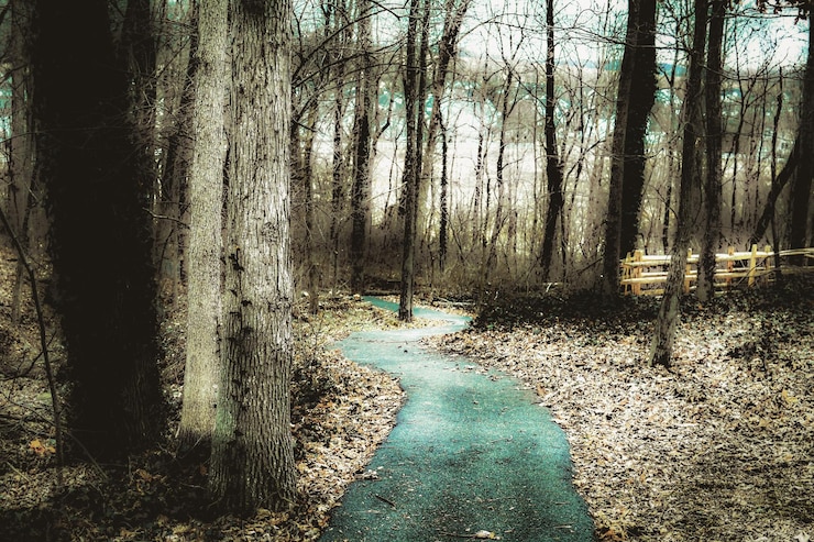 Photo trees in forest