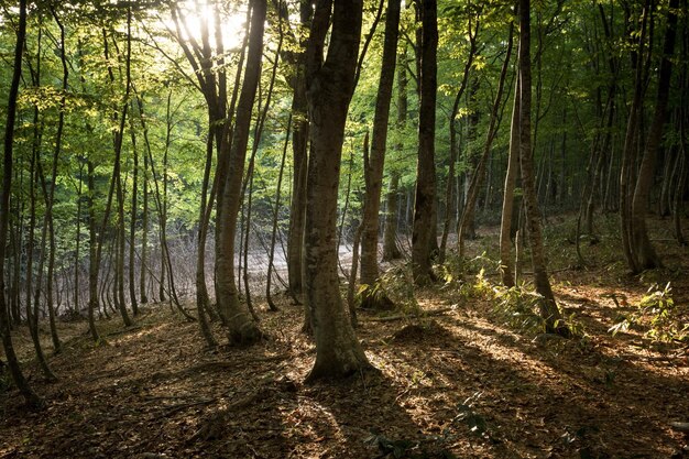 Trees in forest