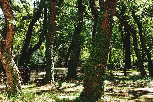 Photo trees in forest