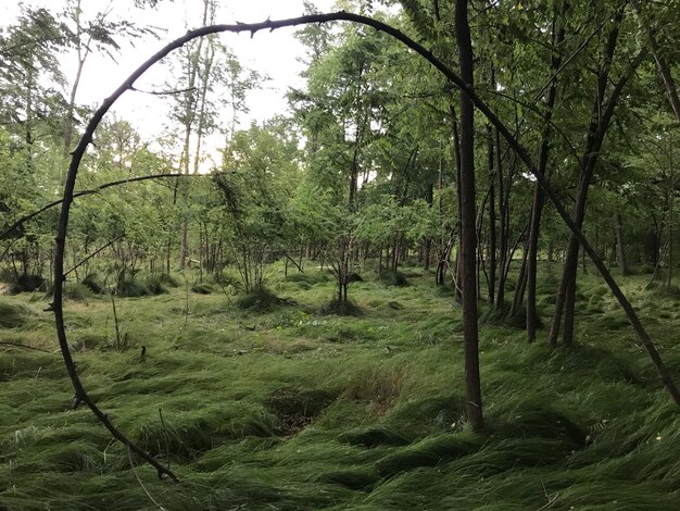 Trees in forest