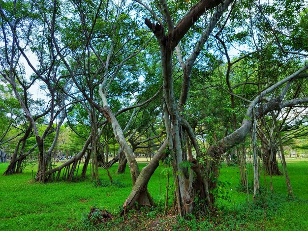 Trees in forest