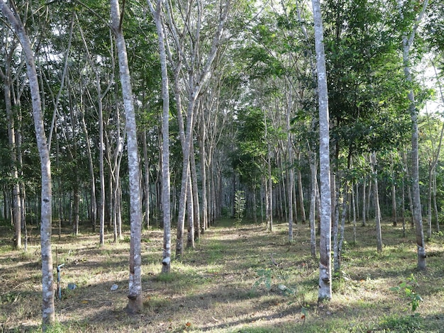 Trees in forest