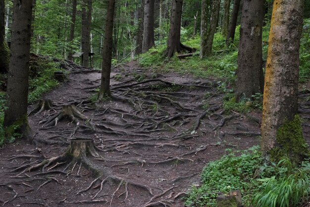 Foto alberi nella foresta