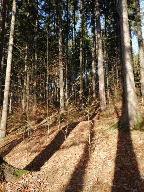 Trees in forest