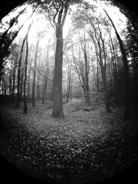 Photo trees in forest