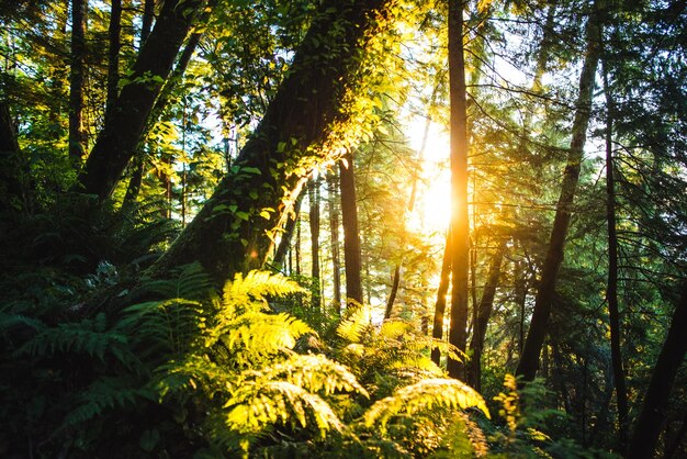 Foto alberi nella foresta