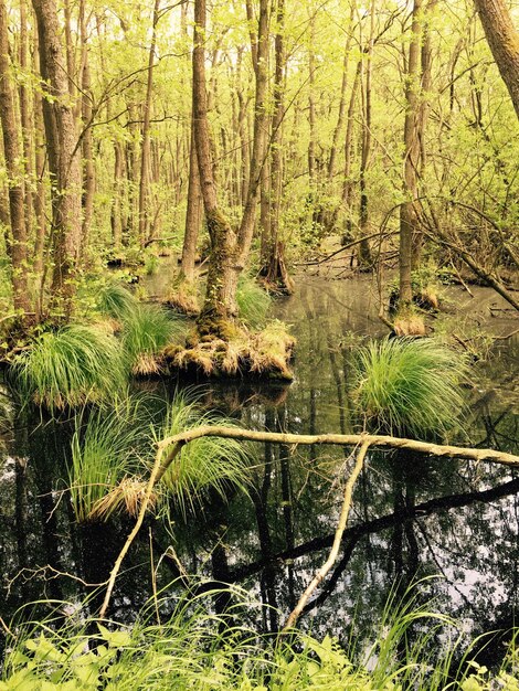 Foto alberi nella foresta