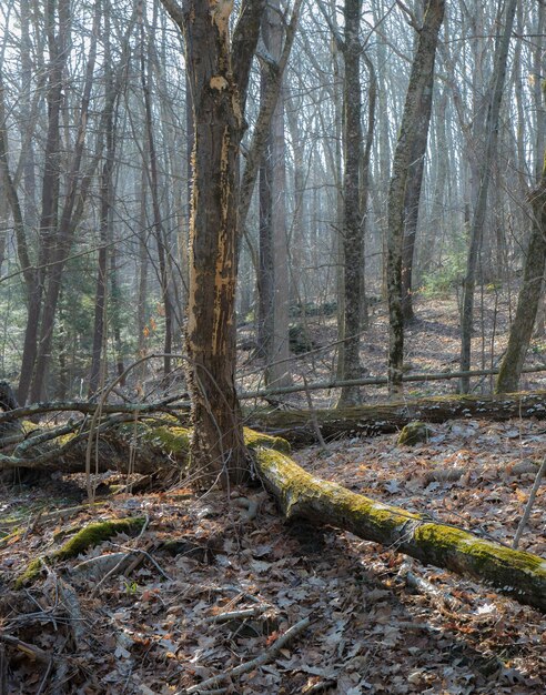 Foto alberi nella foresta