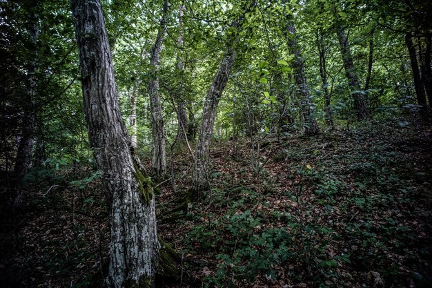 Foto alberi nella foresta