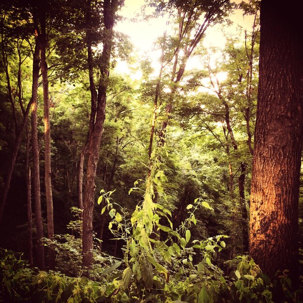 Foto alberi nella foresta