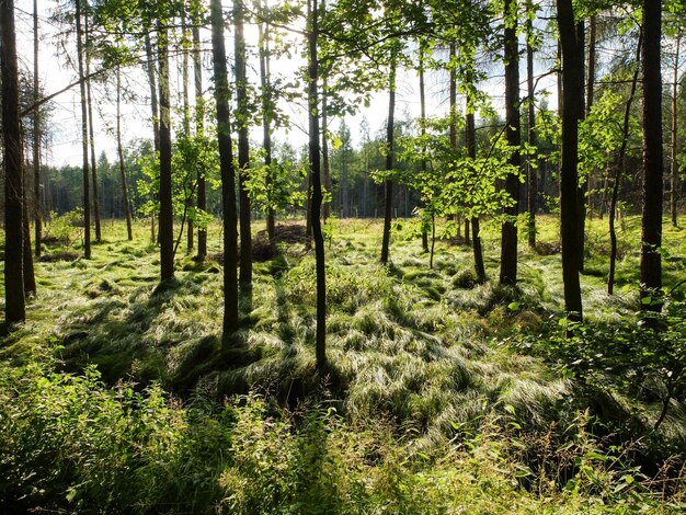 Foto alberi in una foresta