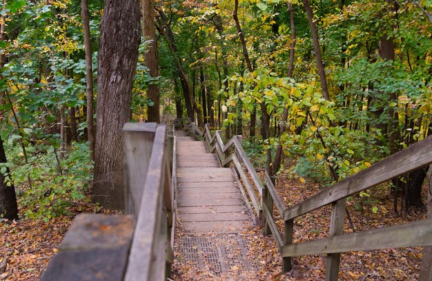 Photo trees in forest