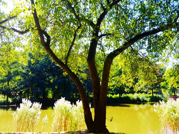 Trees in a forest