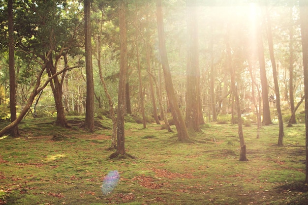 Photo trees in forest