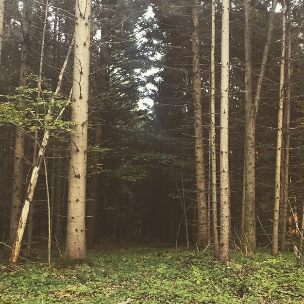 Photo trees in forest